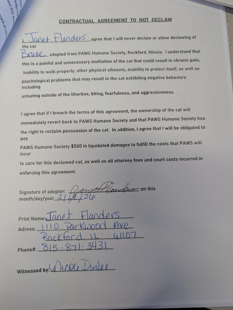 Enlarge Bruce, a Adopted mixed breed in Rockford, IL image 4/6