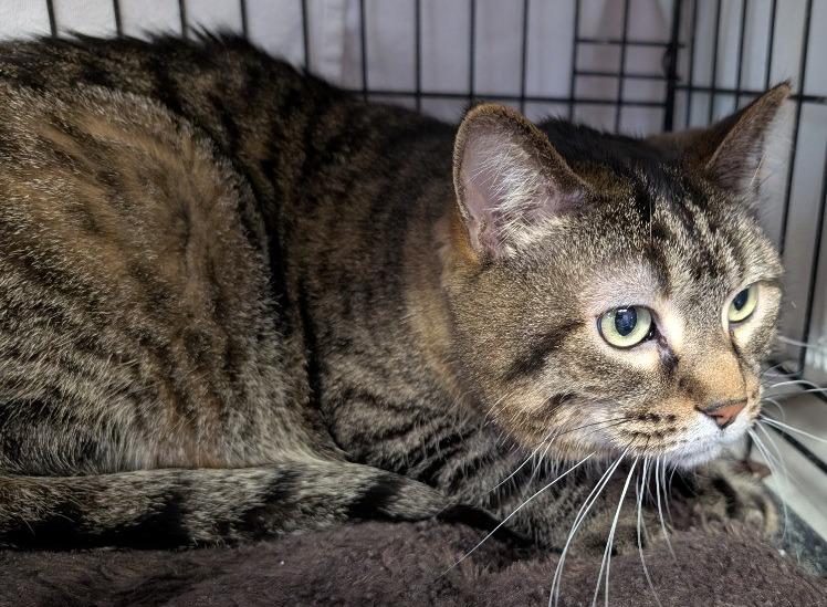 Enlarge Bruce, a Adopted mixed breed in Rockford, IL image 5/6