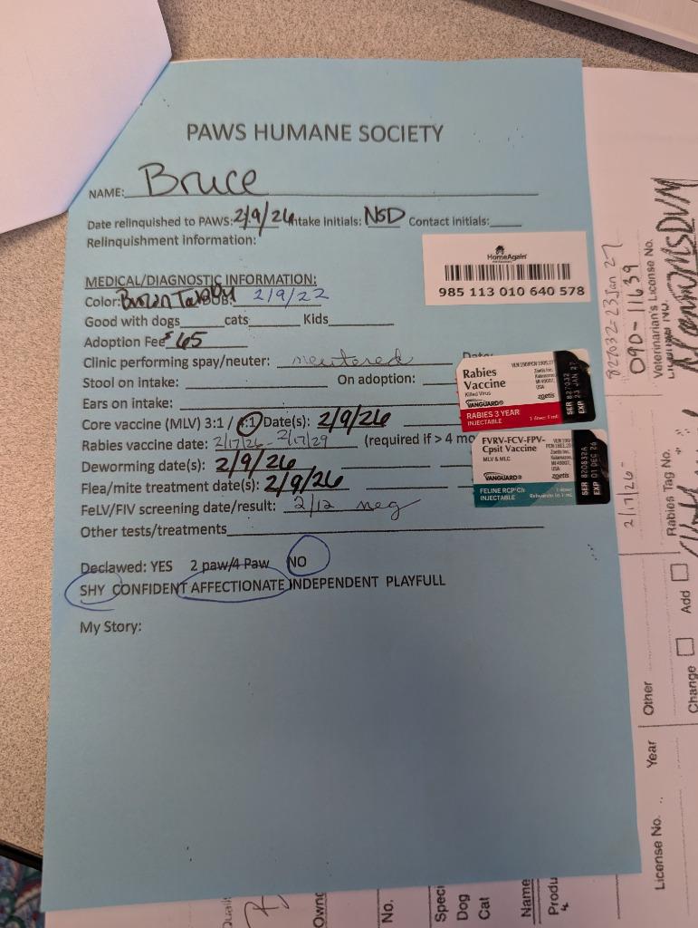 Enlarge Bruce, a Adopted mixed breed in Rockford, IL image 6/6