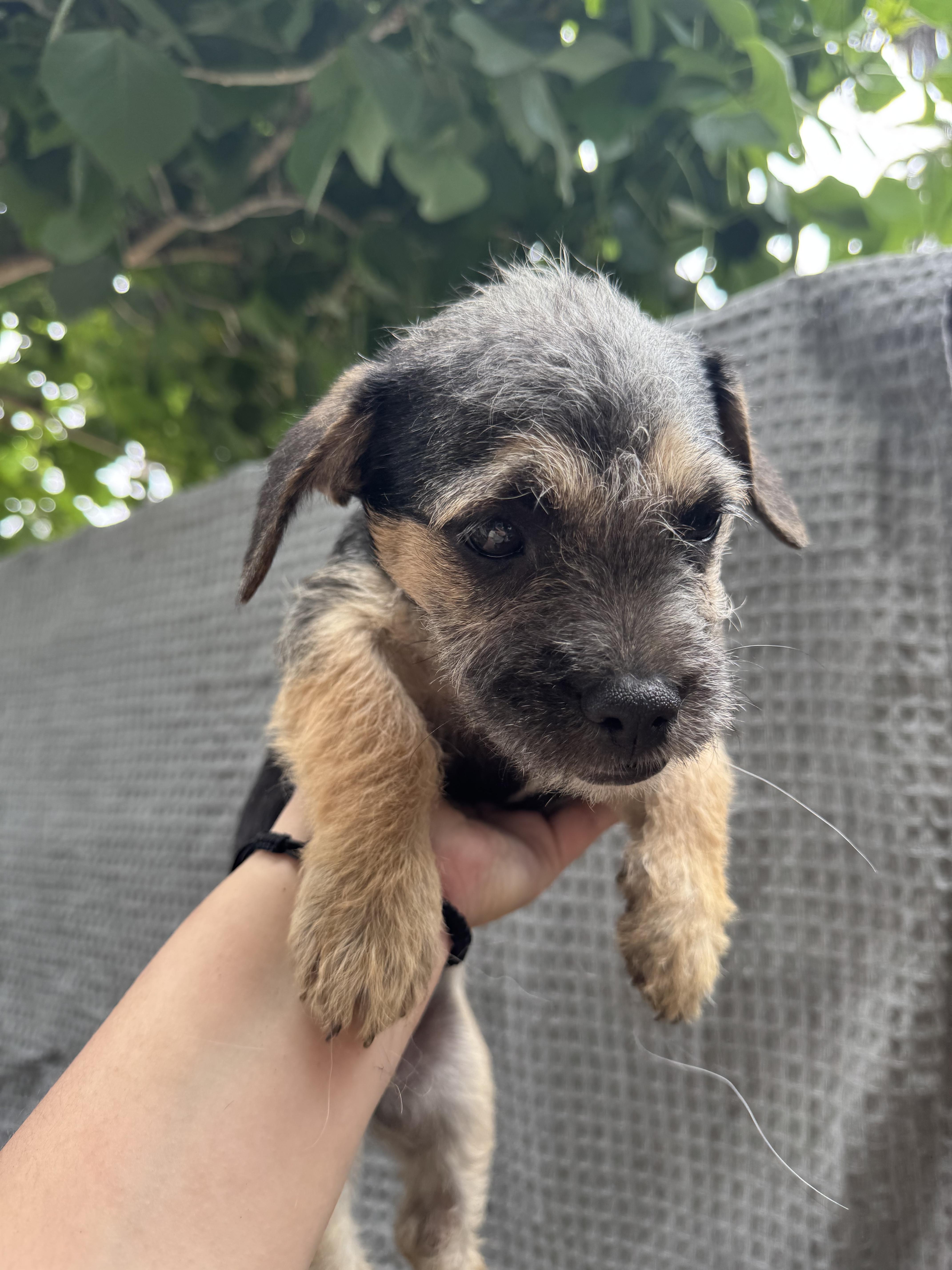 Wrigley, a ADOPTABLE mixed breed in Los Angeles, CA image 2/2