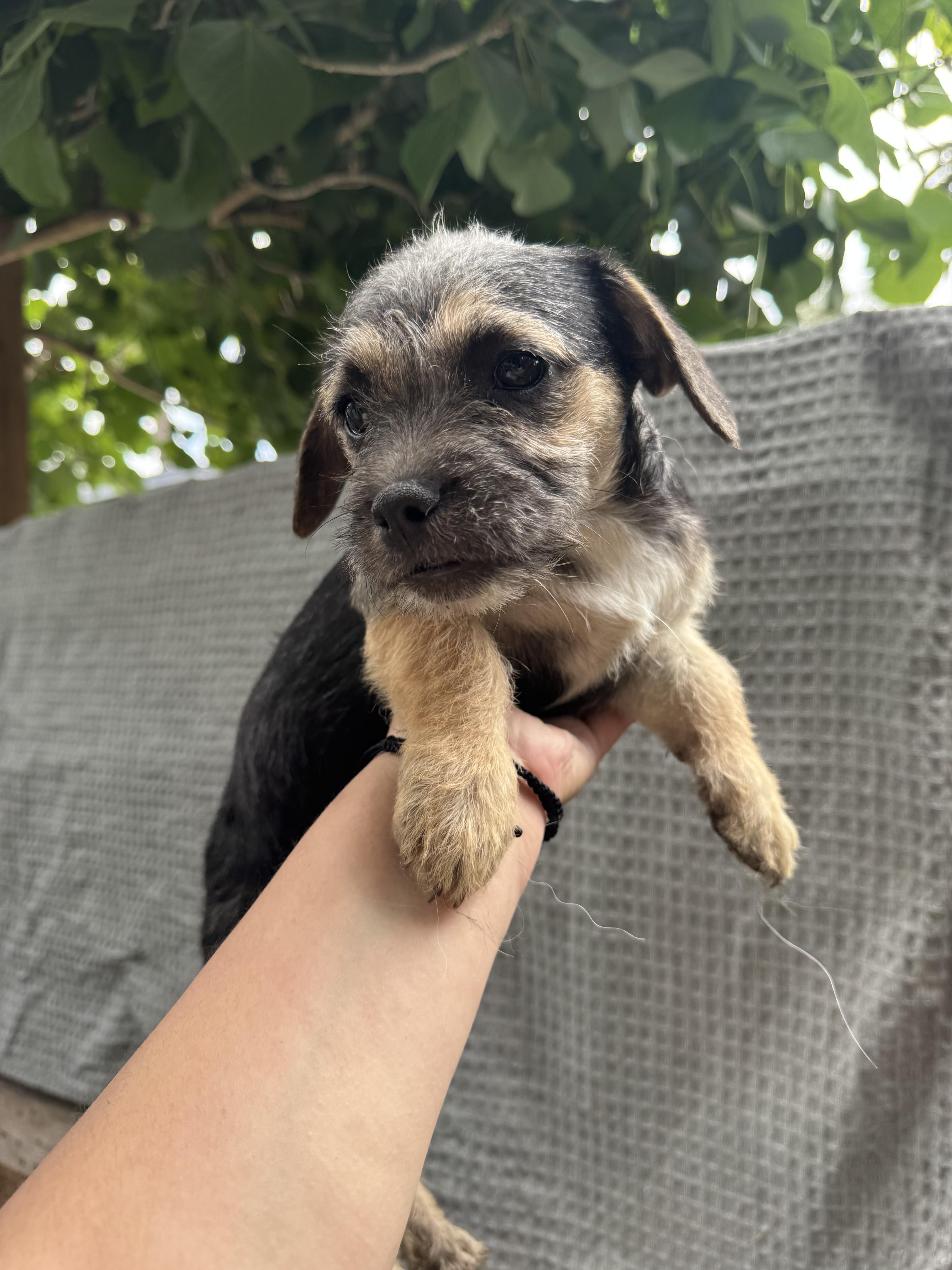 Wrigley, a ADOPTABLE mixed breed in Los Angeles, CA image 1/2