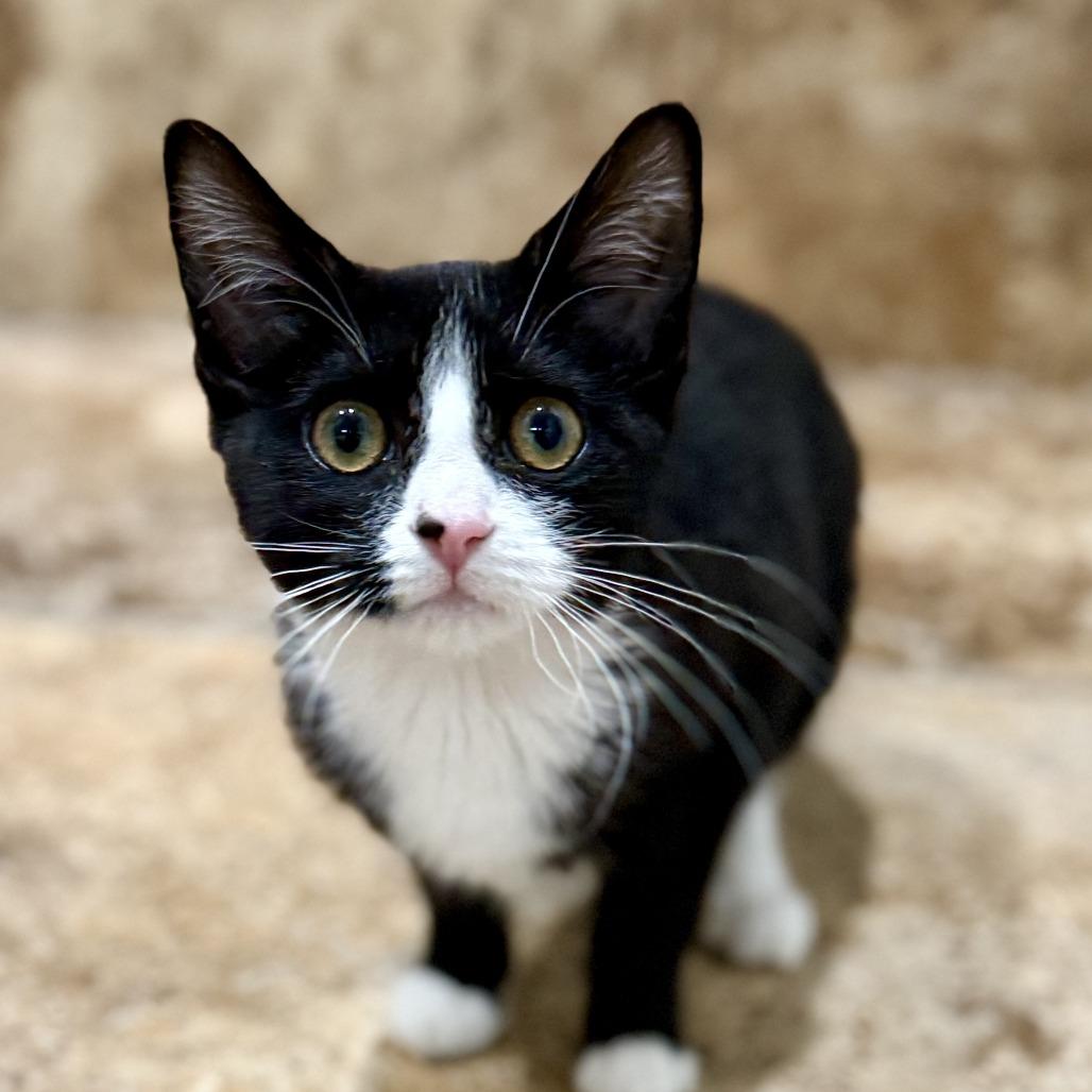 Enlarge Winnie, a Adoptable Domestic Short Hair in Los Angeles, CA image 1/1