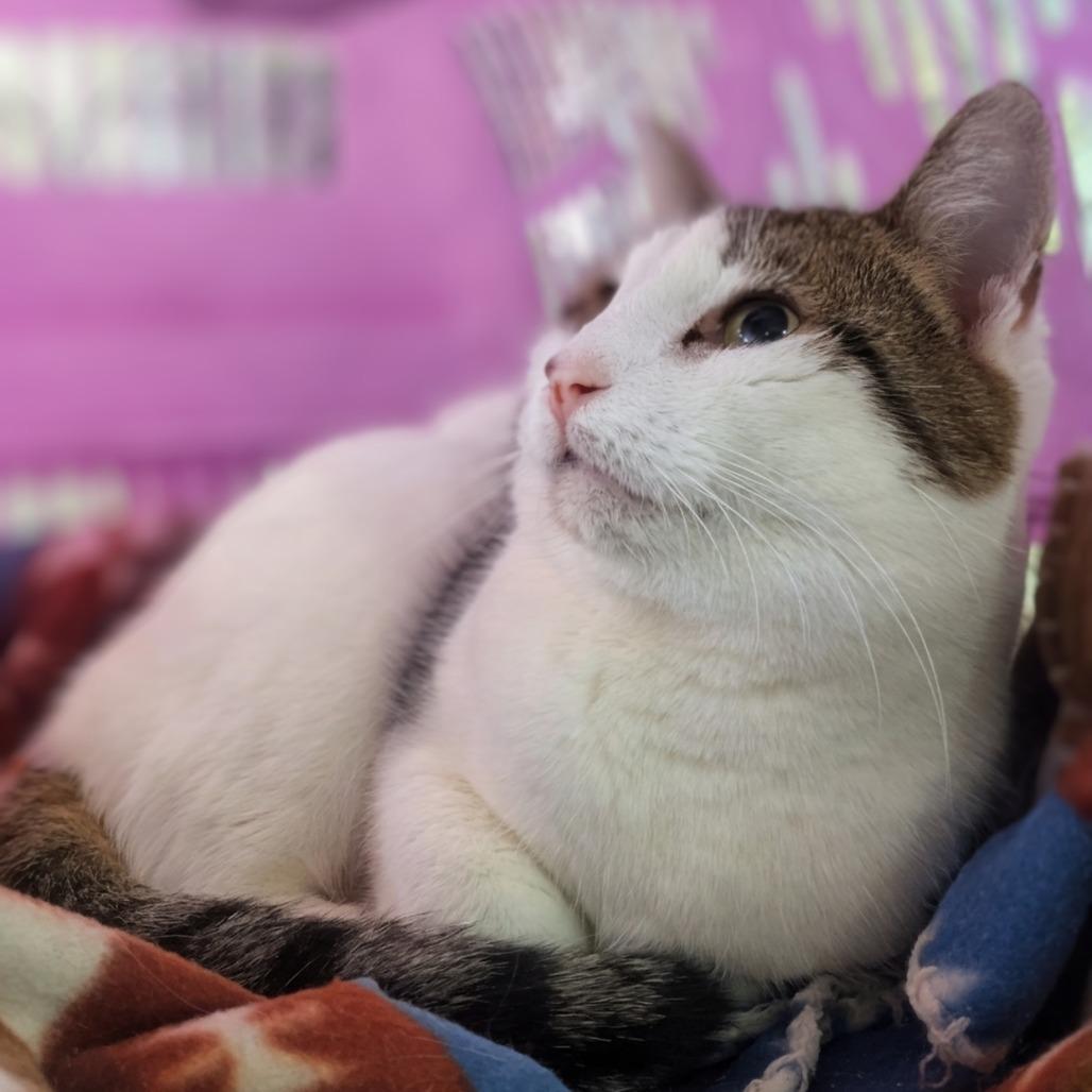 Honey — thumbnail 2