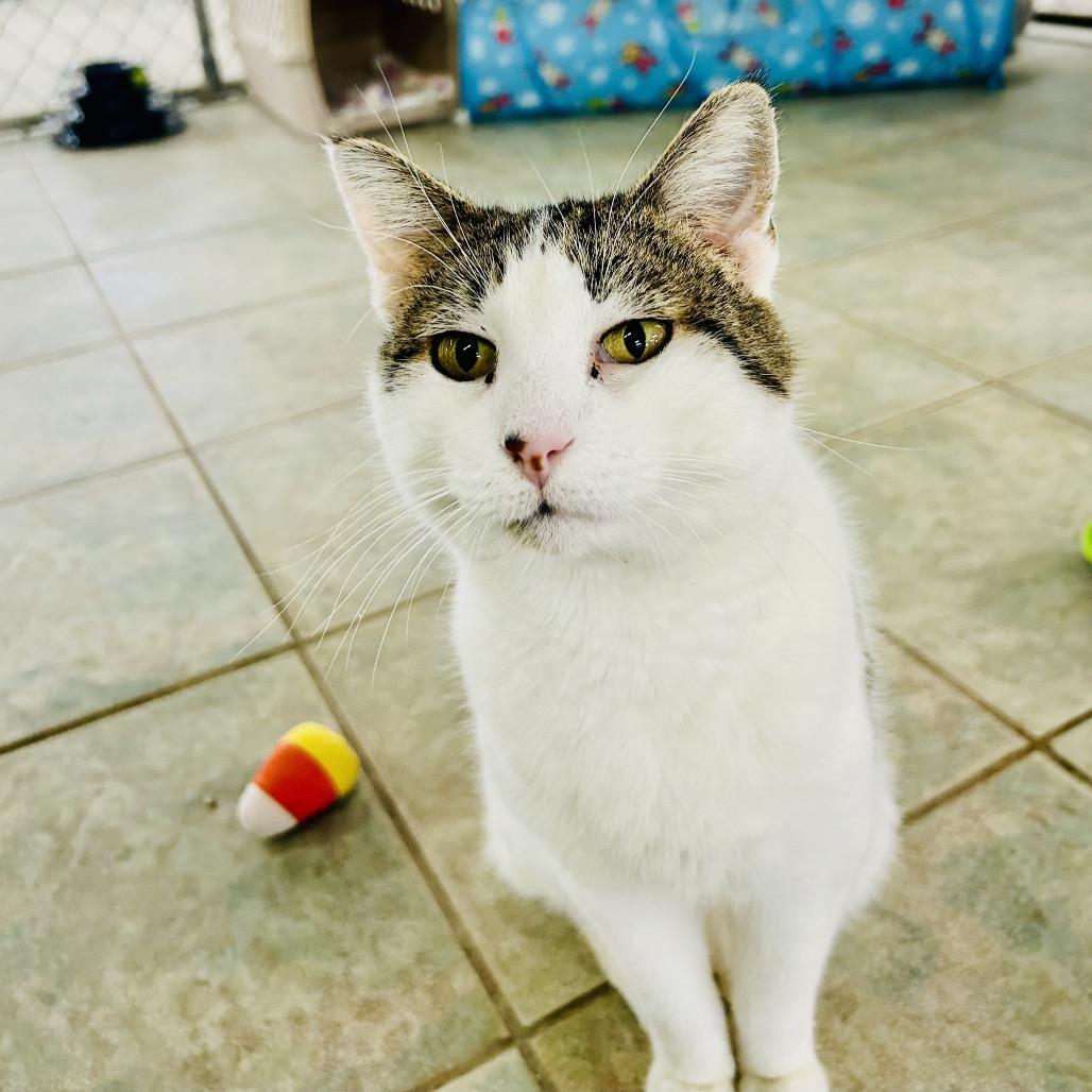 Honey — thumbnail 3