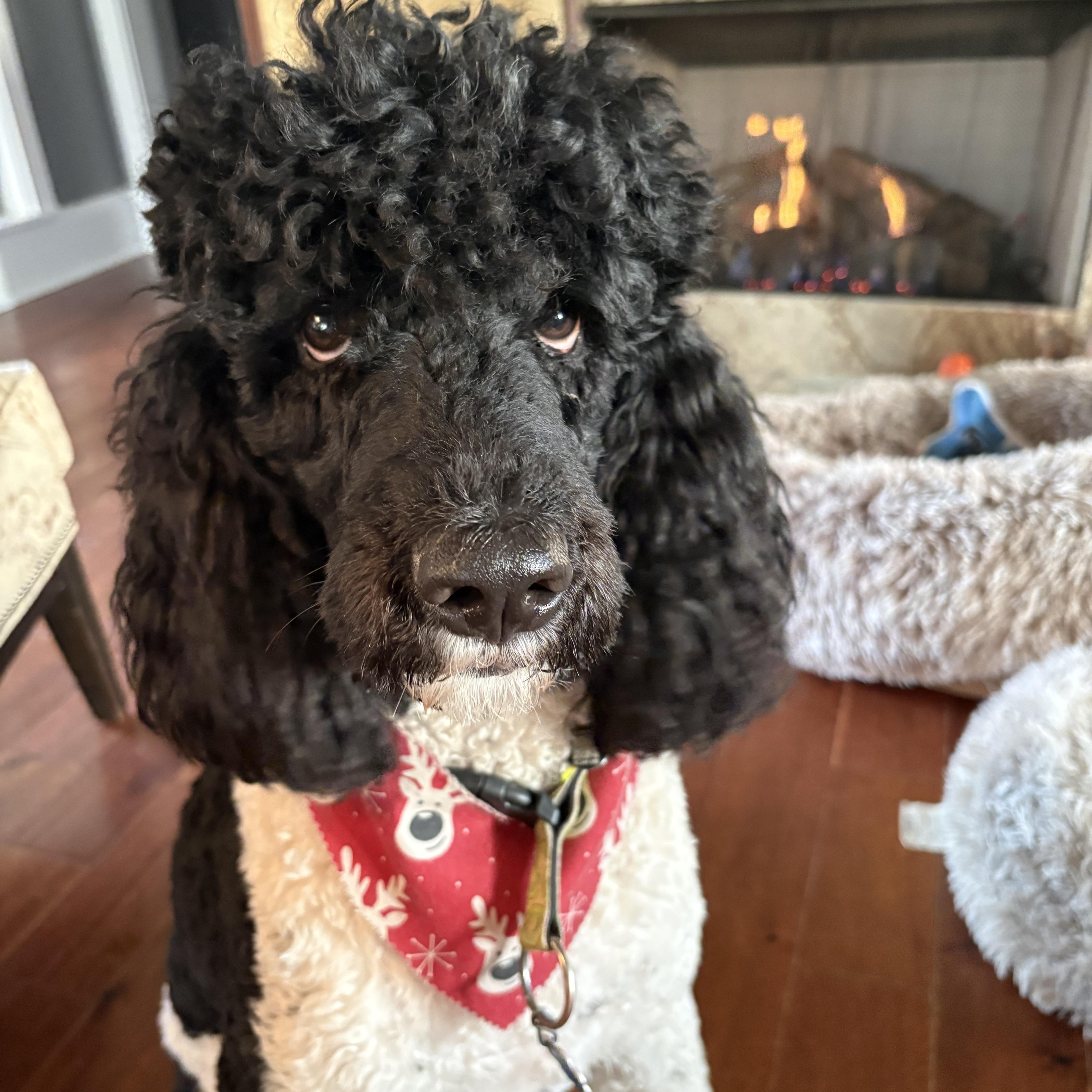 Bentley , ADOPTABLE, Adult Male Standard Poodle.
