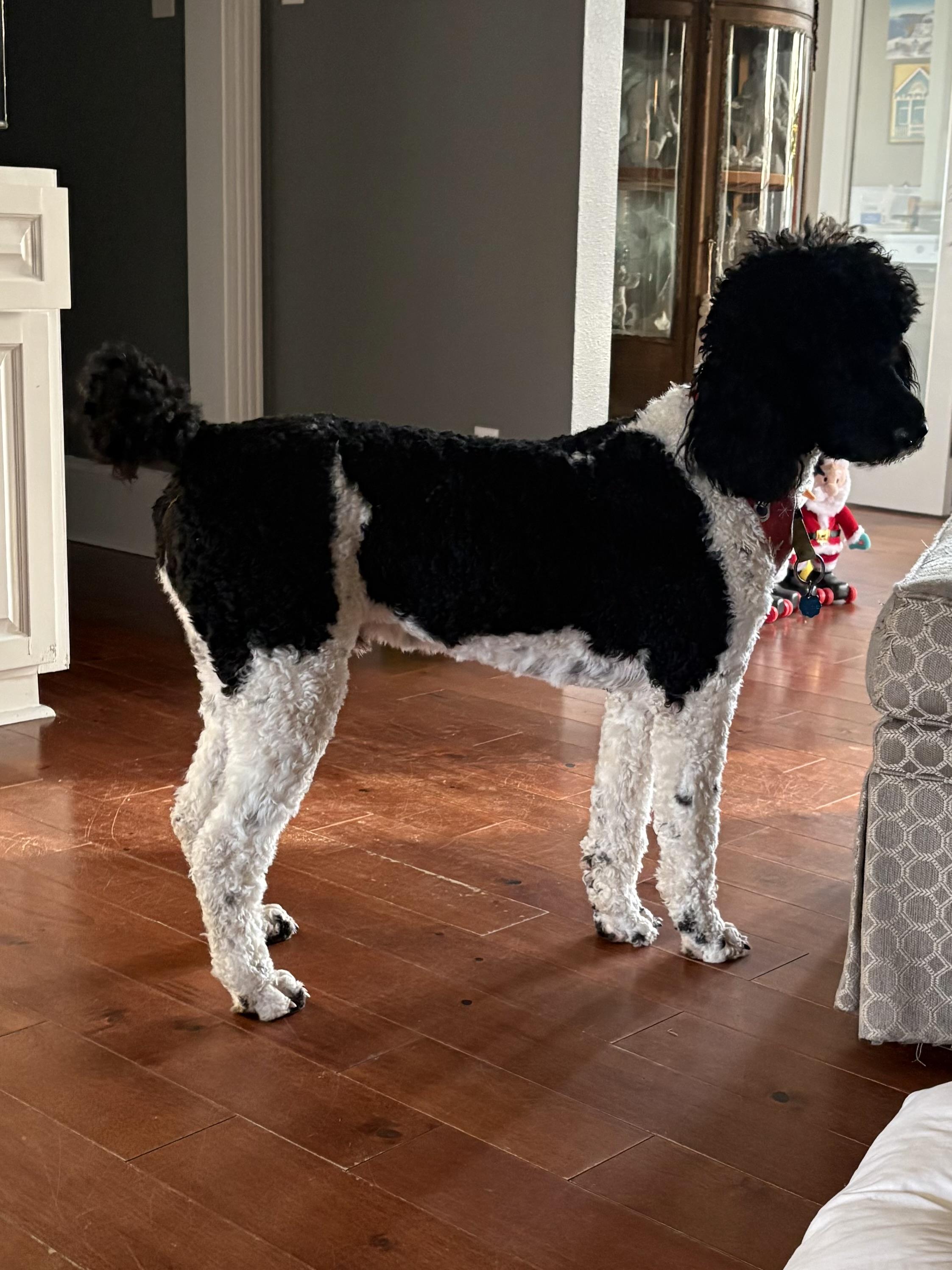 Bentley , a ADOPTABLE Standard Poodle in Baker, LA image 2/6