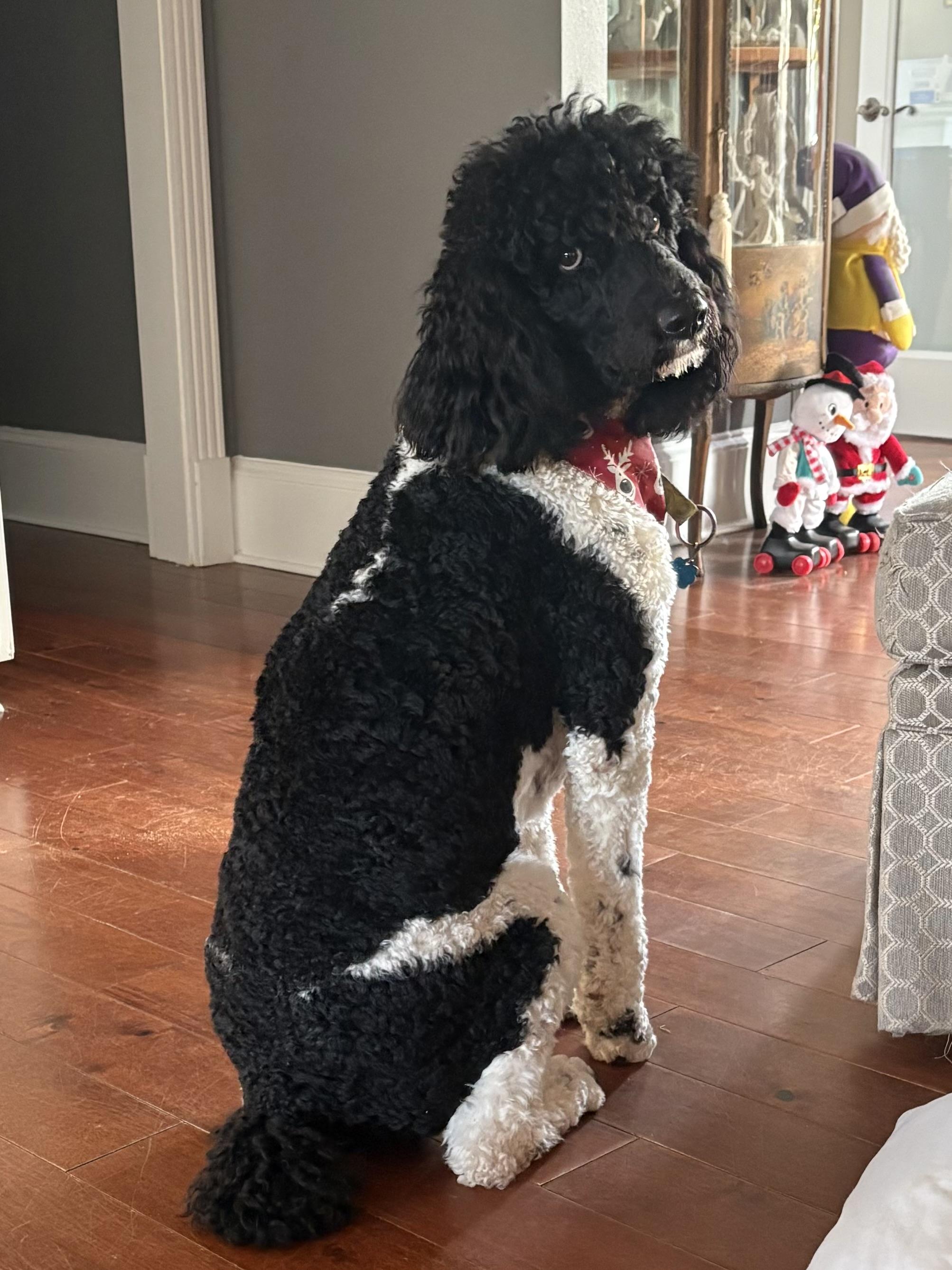 Bentley , a ADOPTABLE Standard Poodle in Baker, LA image 3/6