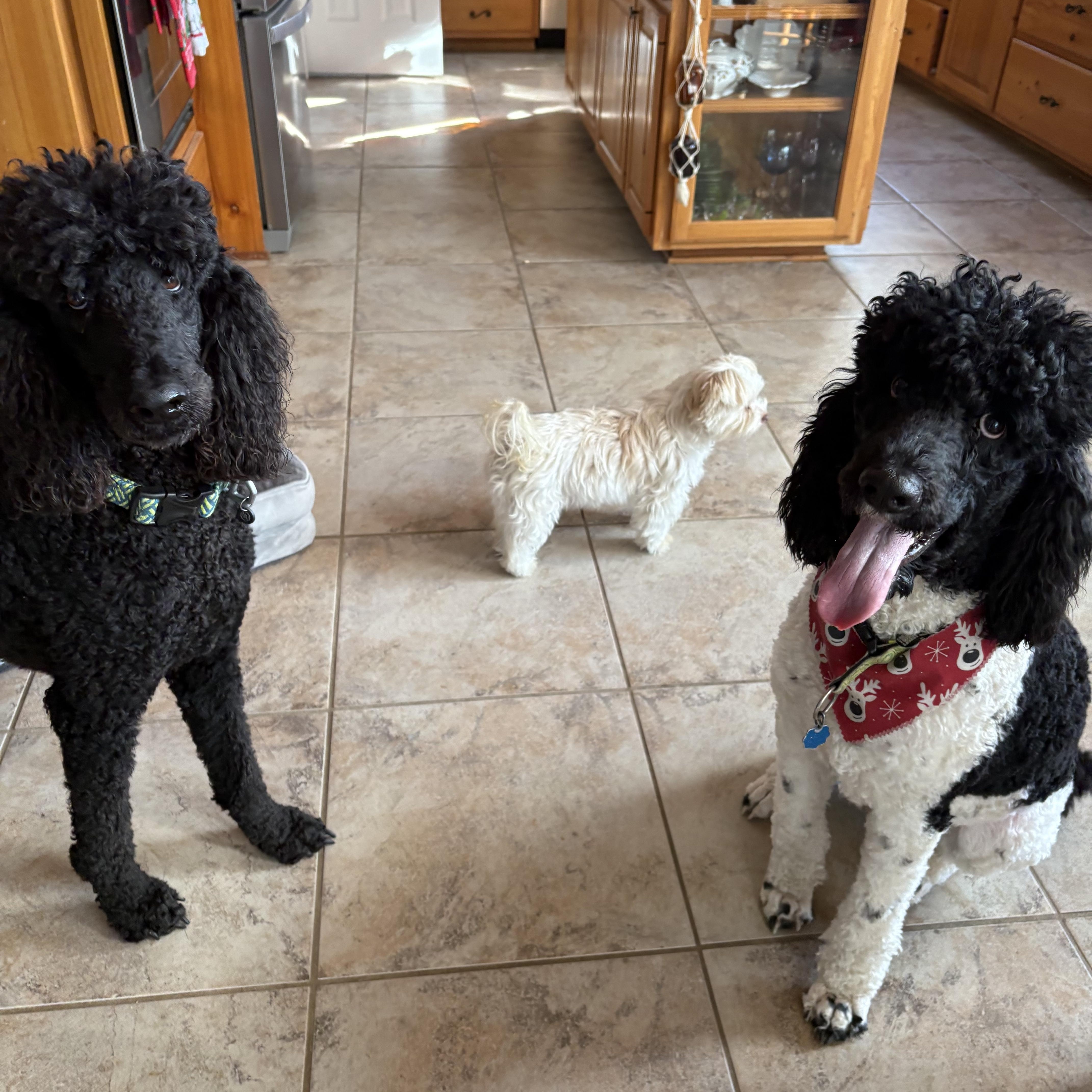 Bentley , a ADOPTABLE Standard Poodle in Baker, LA image 4/6