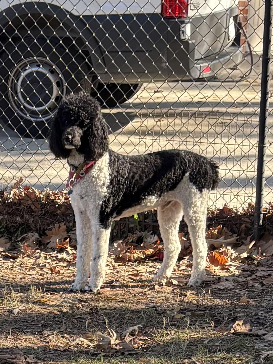 Bentley , a ADOPTABLE Standard Poodle in Baker, LA image 5/6