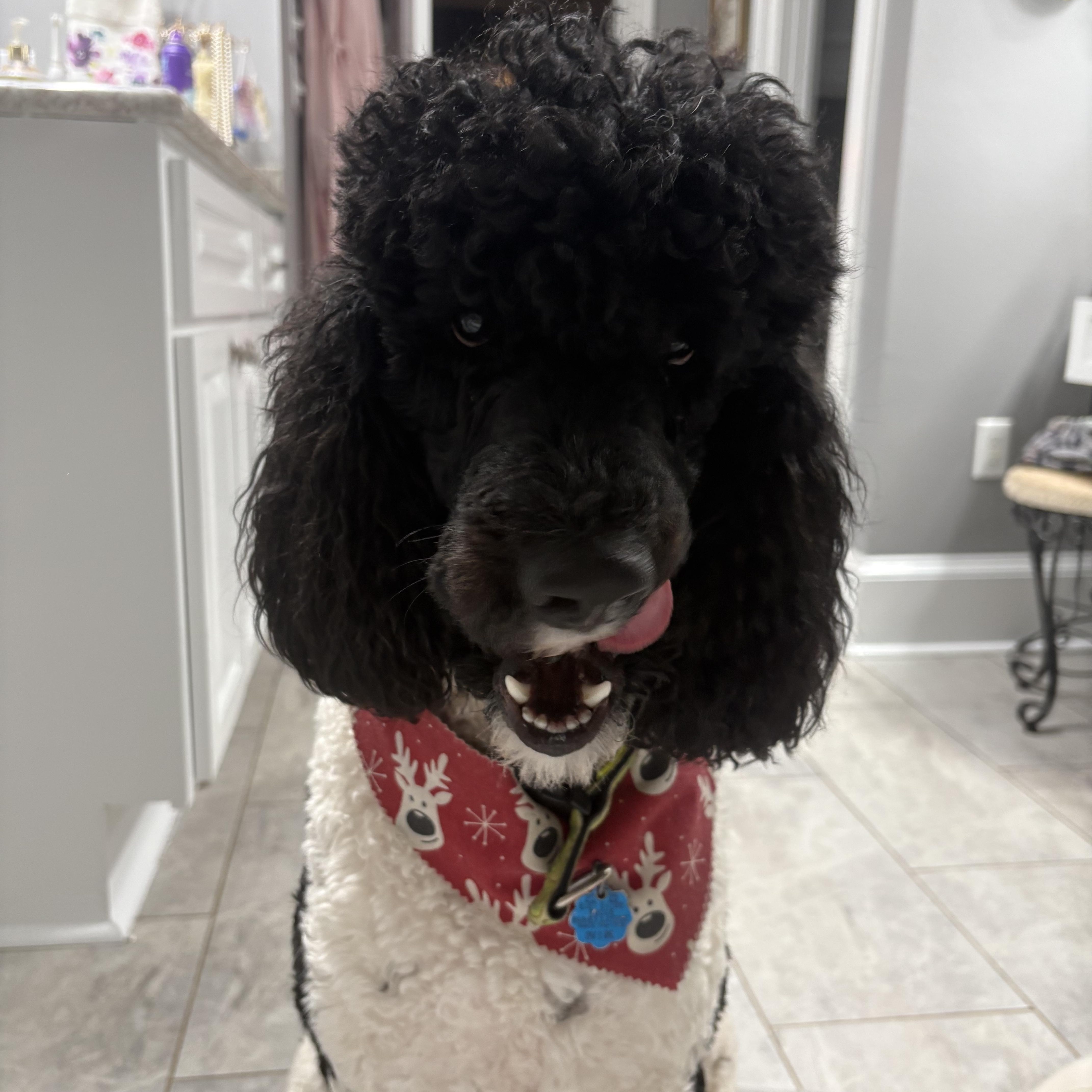Bentley , a ADOPTABLE Standard Poodle in Baker, LA image 6/6