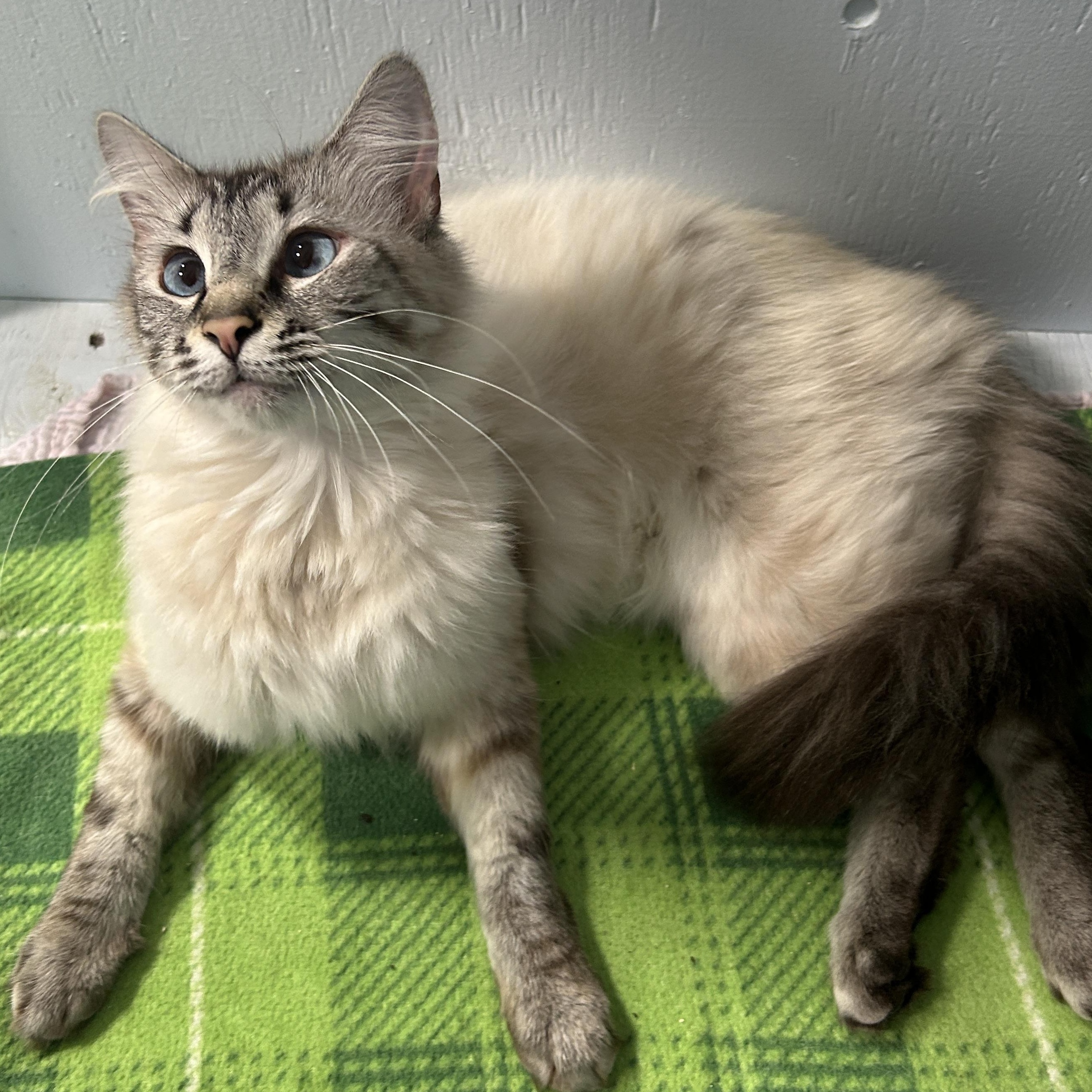 Enlarge Anna D., a Adoption Pending Domestic Medium Hair in Mission, BC image 1/3