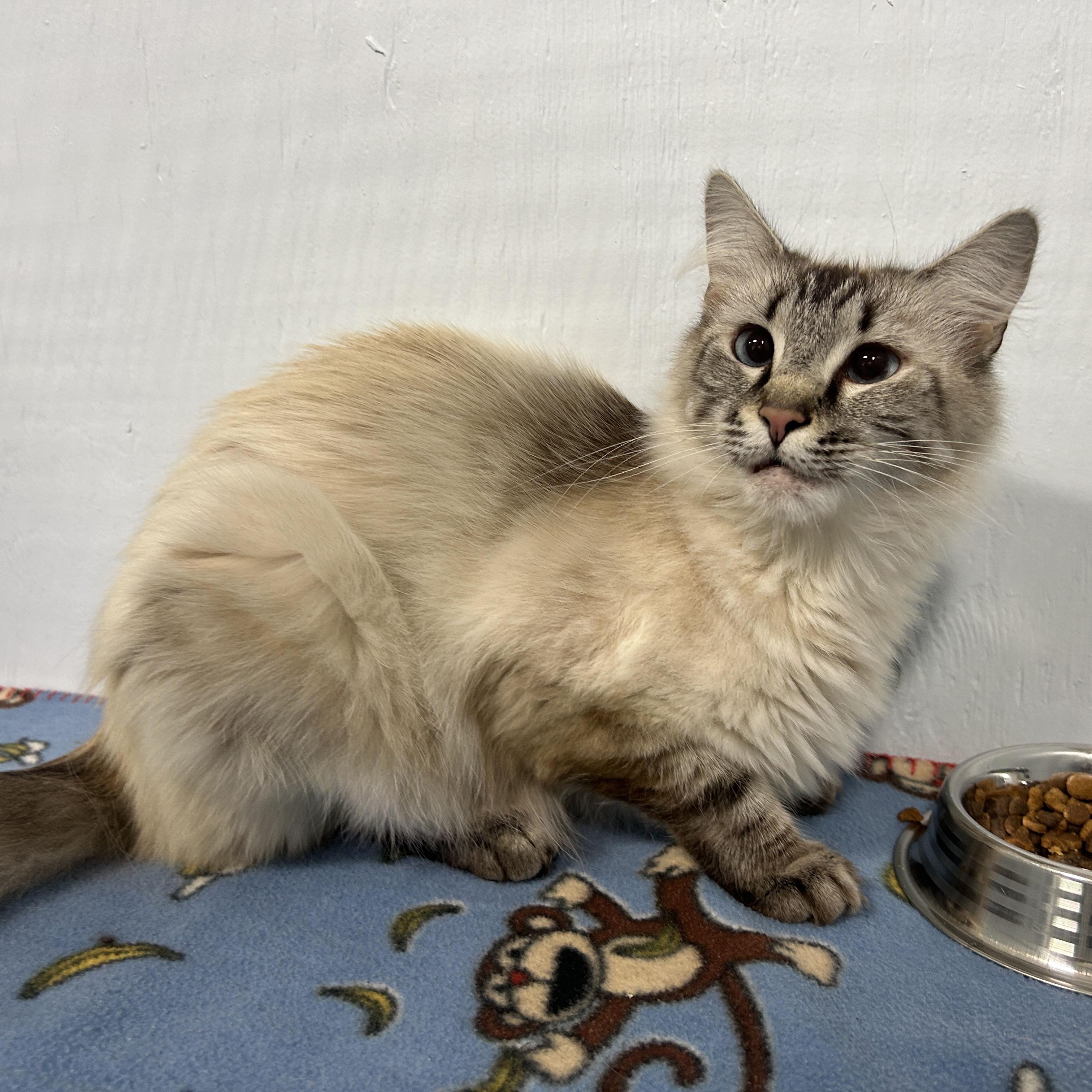Enlarge Anna D., a Adoption Pending Domestic Medium Hair in Mission, BC image 3/3