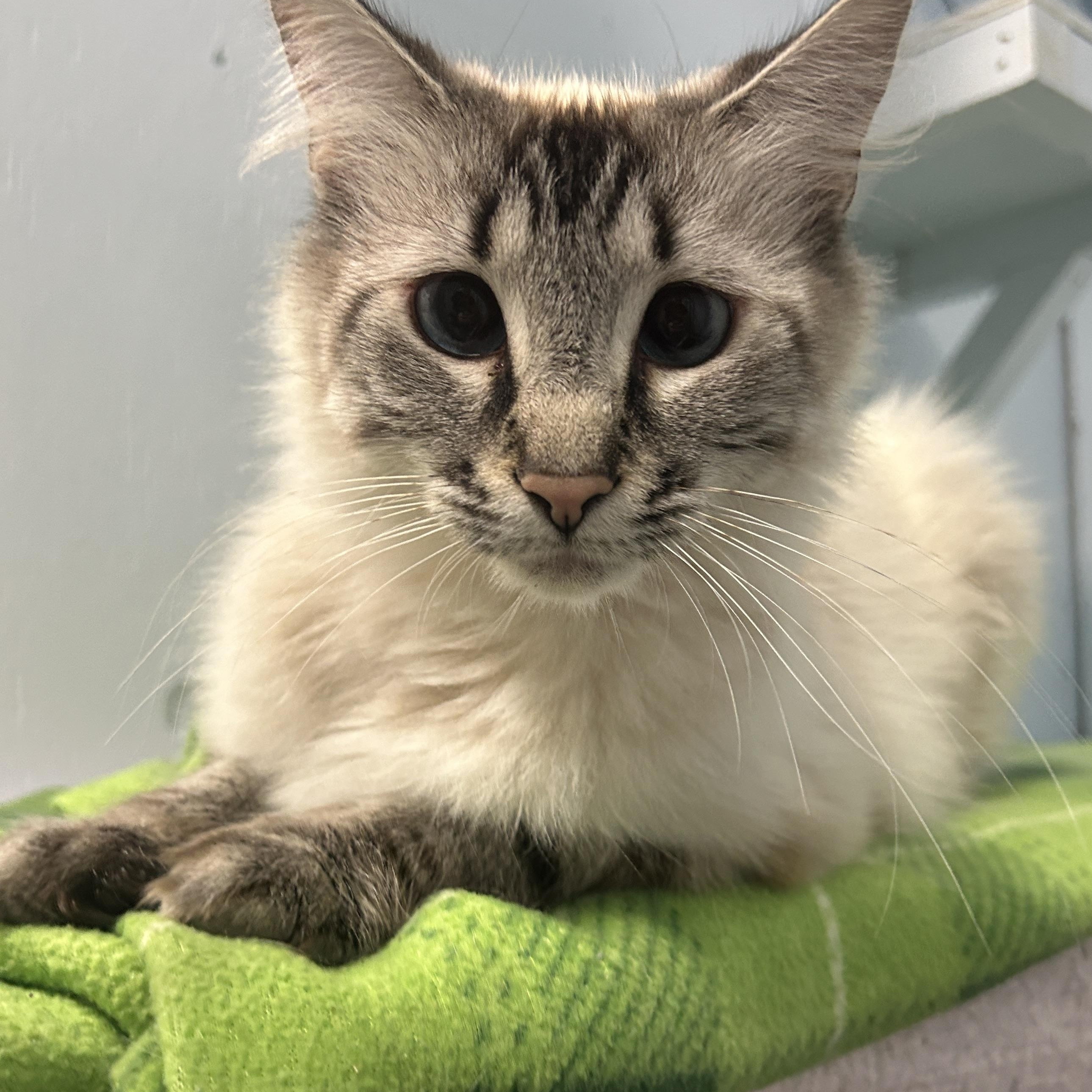 Enlarge Anna D., a Adoption Pending Domestic Medium Hair in Mission, BC image 2/3