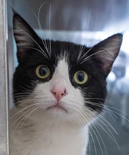 Longhorn, adopted, Young Male Domestic Short Hair.