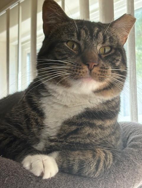 Rudy, a Adoptable Domestic Short Hair in Pleasantville, NJ image 1/3