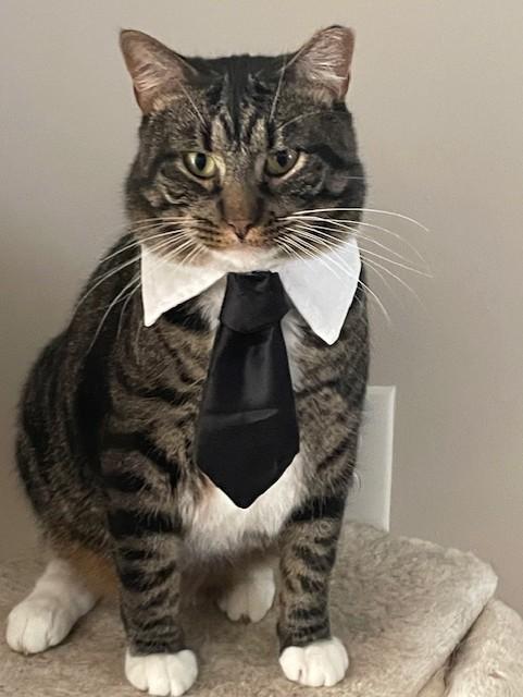 Rudy, Adoptable, Adult Male Domestic Short Hair.