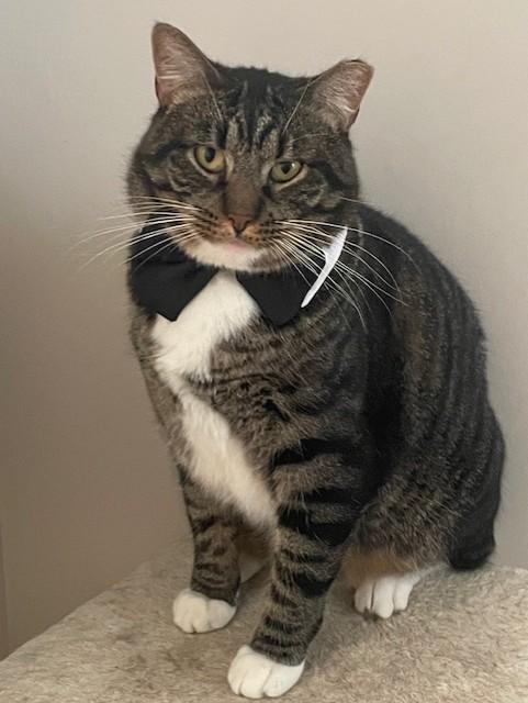 Rudy, a Adoptable Domestic Short Hair in Pleasantville, NJ image 3/3