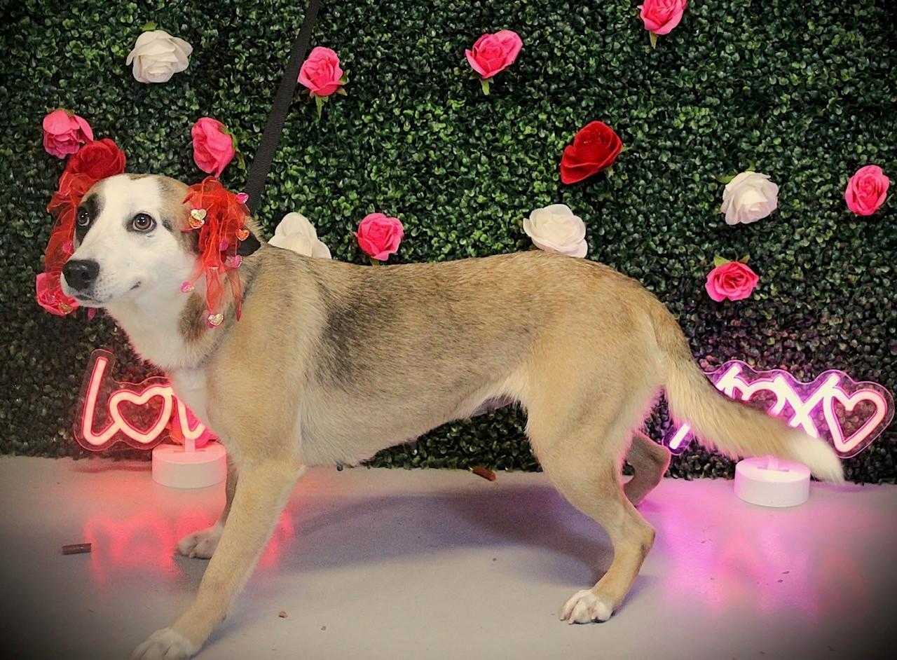 Enlarge Tinsley, an adopted Australian Cattle Dog / Blue Heeler in South Kingstown, RI image 1/1