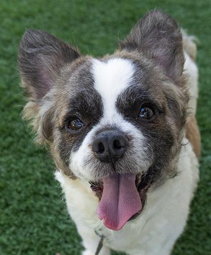 Enlarge Stimpy, an adopted mixed breed in Encinitas, CA image 1/1