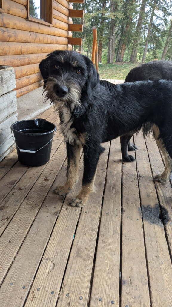 TACO, an adoptable Airedale Terrier, Catahoula Leopard Dog in Dubois, WY, 82513 | Photo Image 2