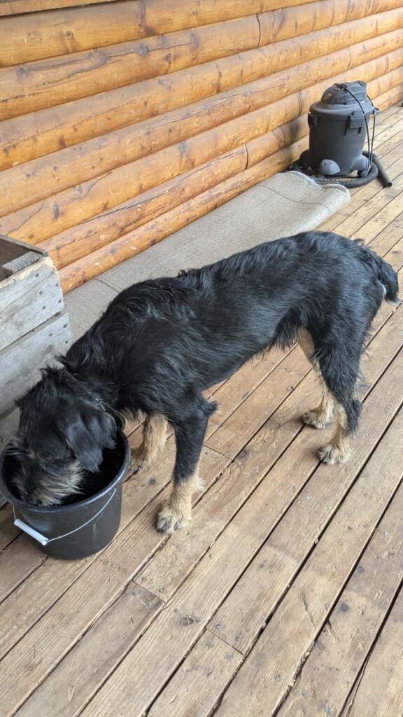 TACO, an adoptable Airedale Terrier, Catahoula Leopard Dog in Dubois, WY, 82513 | Photo Image 3