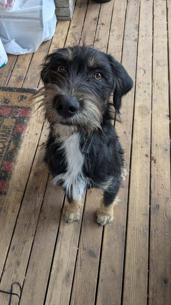 TACO, Adopted, Young Male Airedale Terrier & Catahoula Leopard Dog.