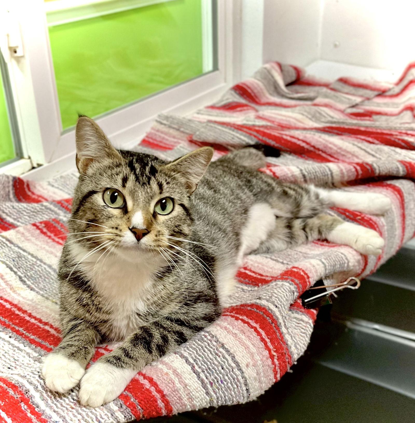 Enlarge Dolly Purrton, a Adoptable Domestic Short Hair in Estherville, IA image 1/3