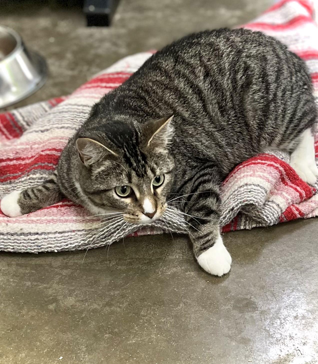 Enlarge Dolly Purrton, a Adoptable Domestic Short Hair in Estherville, IA image 2/3