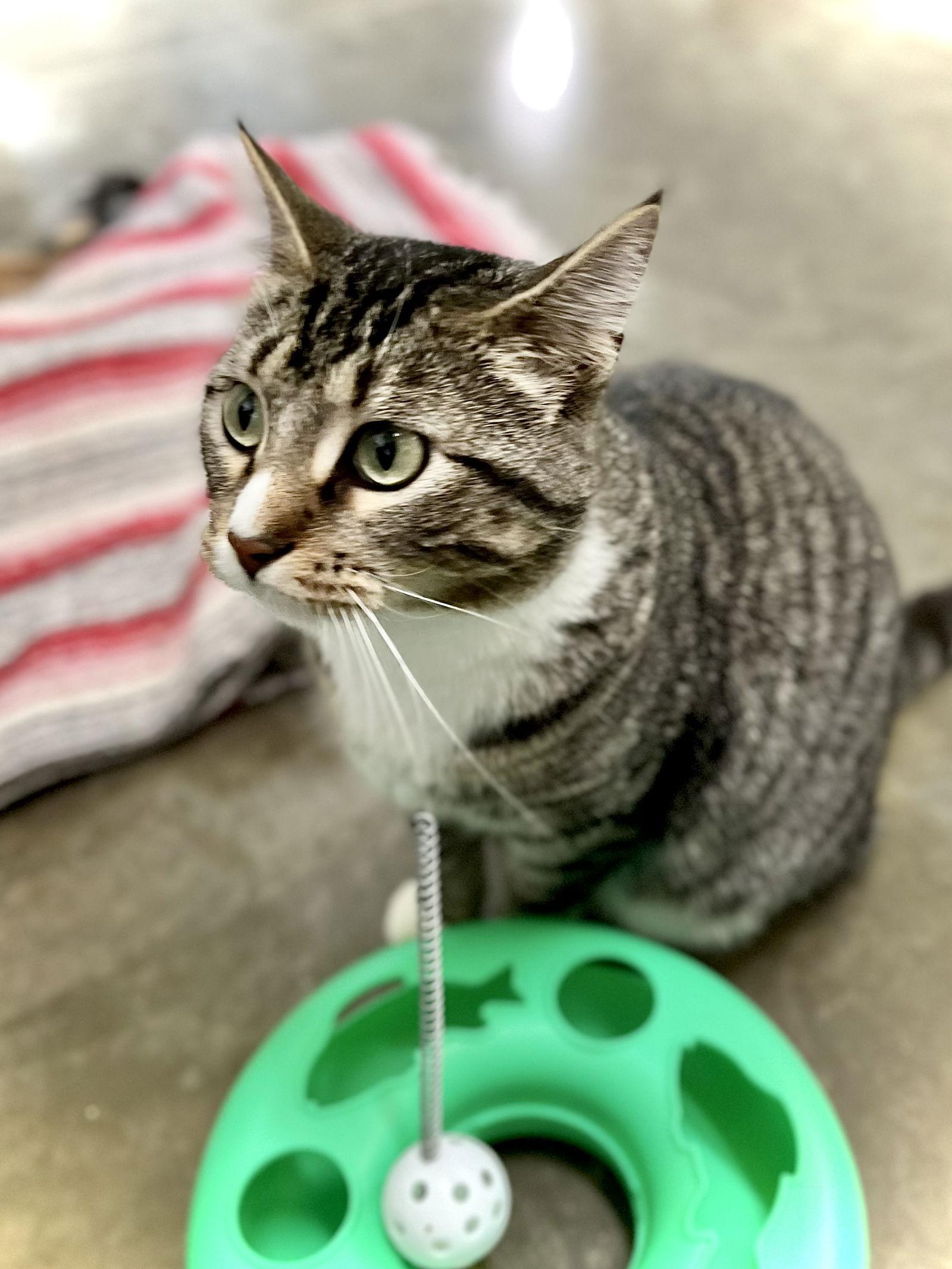 Dolly Purrton — thumbnail 3