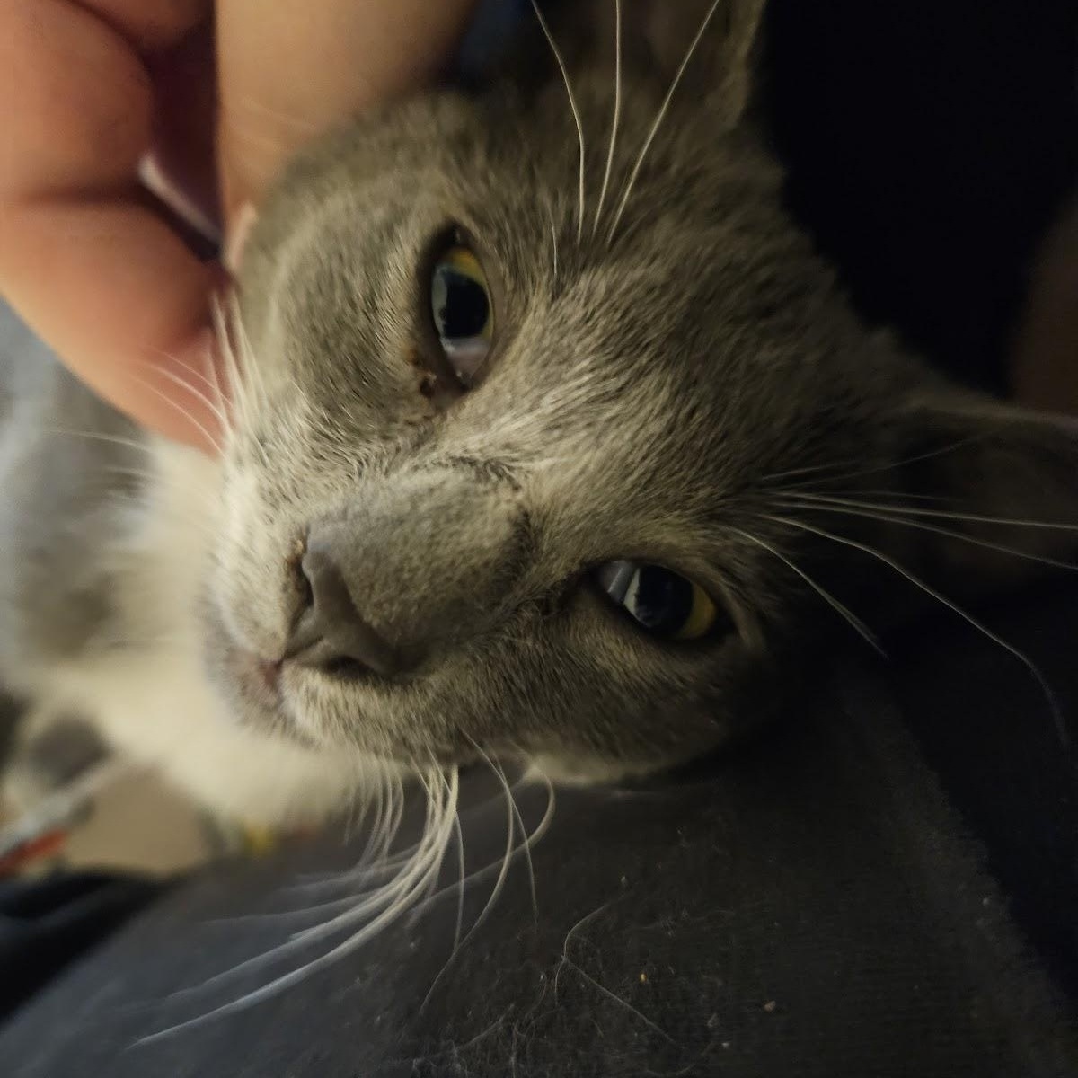 Gandalf, Baby Female unknown