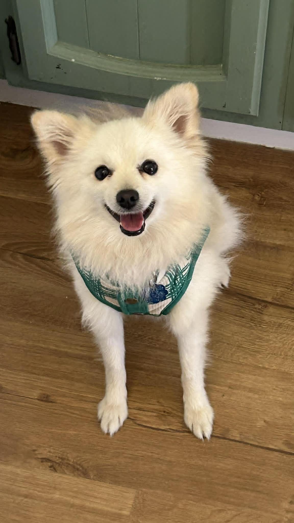 Peanut, adopted, Adult Male Pomeranian.