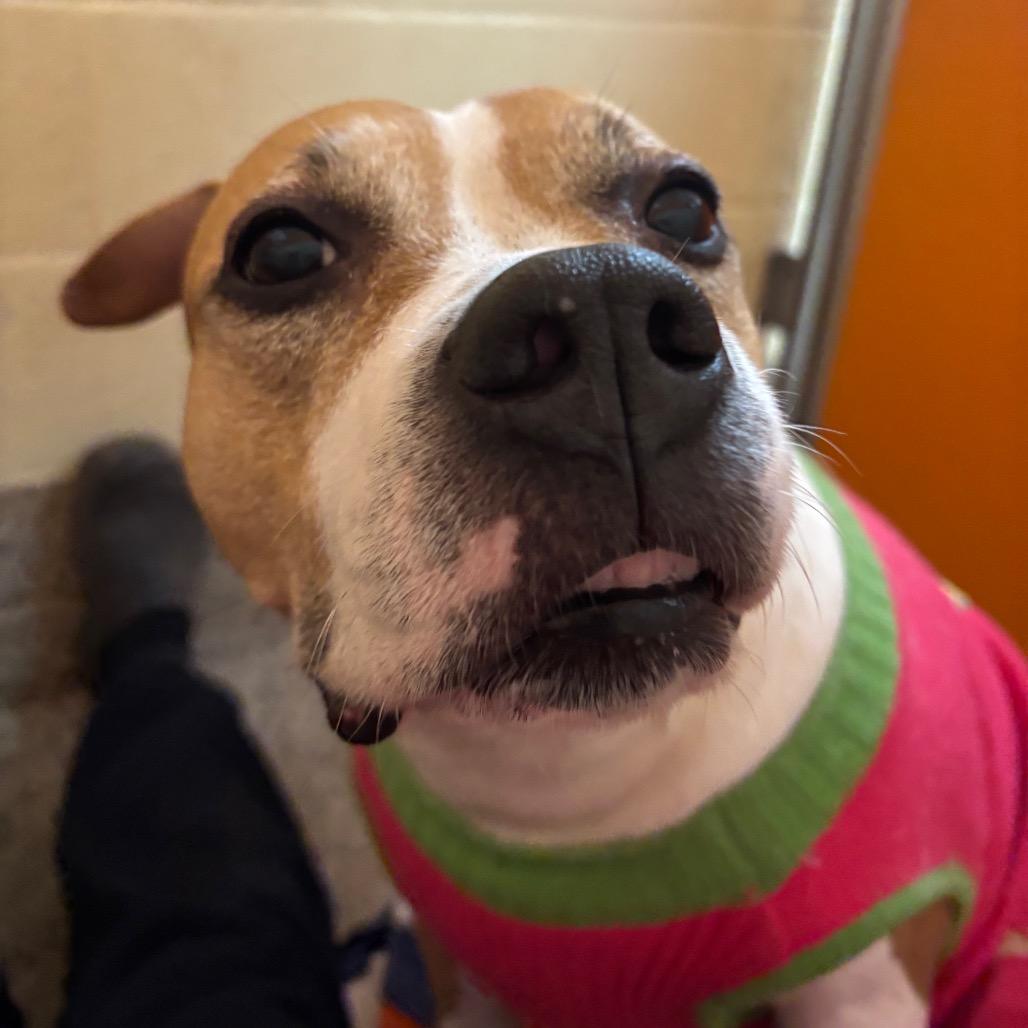 Enlarge Brownie, a Adoptable Mixed Breed in Pensacola, FL image 1/3