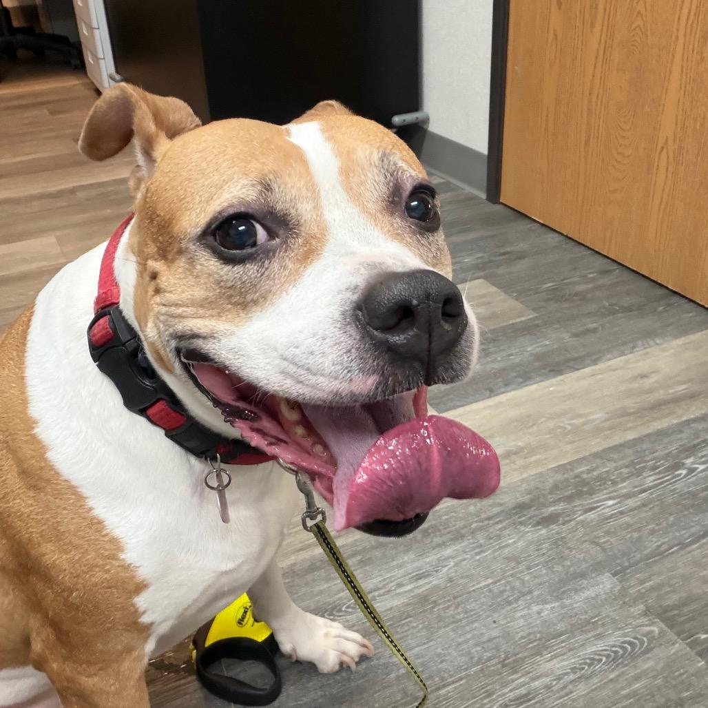 Enlarge Brownie, a Adoptable Mixed Breed in Pensacola, FL image 2/3