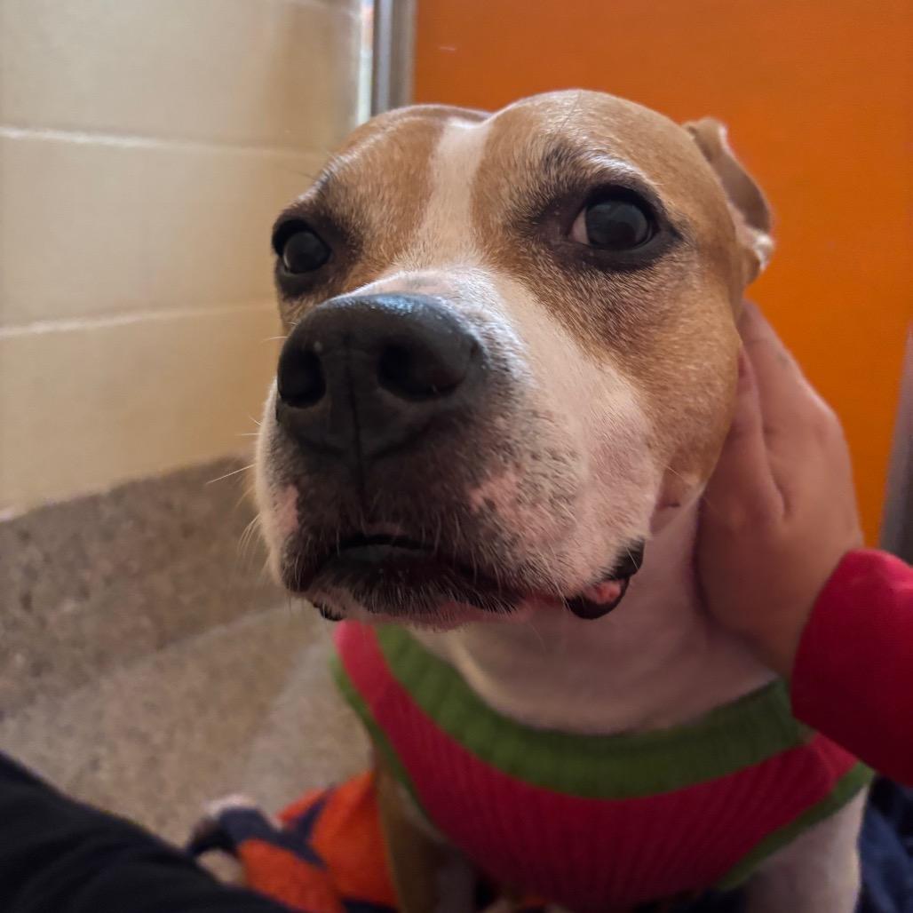 Enlarge Brownie, a Adoptable Mixed Breed in Pensacola, FL image 3/3