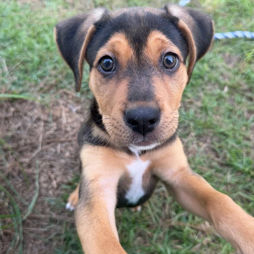 Enlarge Chip, a Adopted mixed breed in Wilmington, NC image 1/4