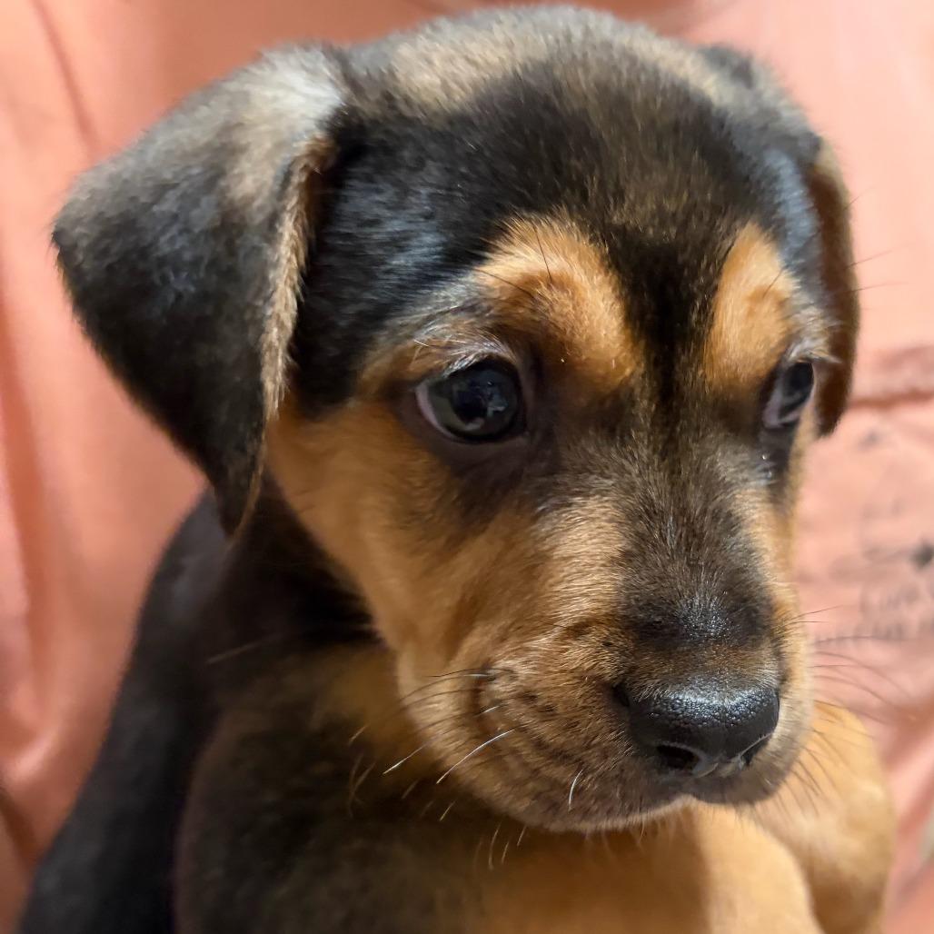 Enlarge Chip, a Adopted mixed breed in Wilmington, NC image 3/4