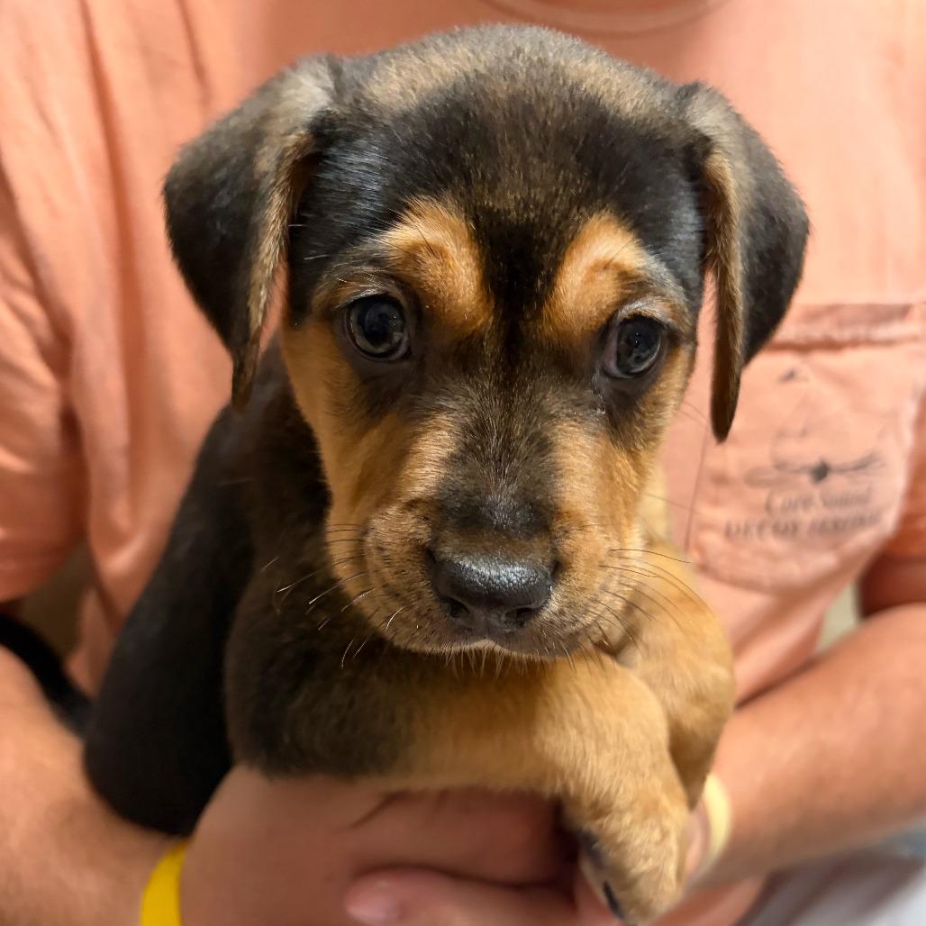 Enlarge Chip, a Adopted mixed breed in Wilmington, NC image 2/4