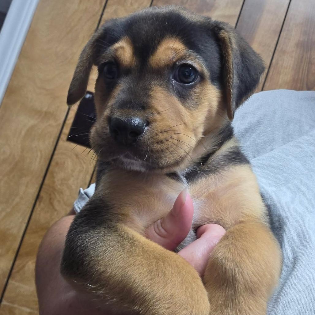 Enlarge Chip, a Adopted mixed breed in Wilmington, NC image 4/4