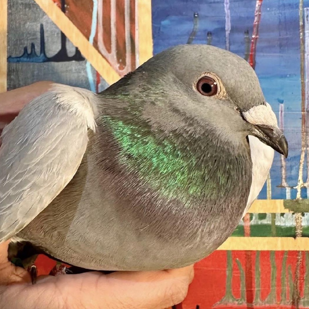 Enlarge Suds, a Adoptable Pigeon in Chicago, IL image 2/4
