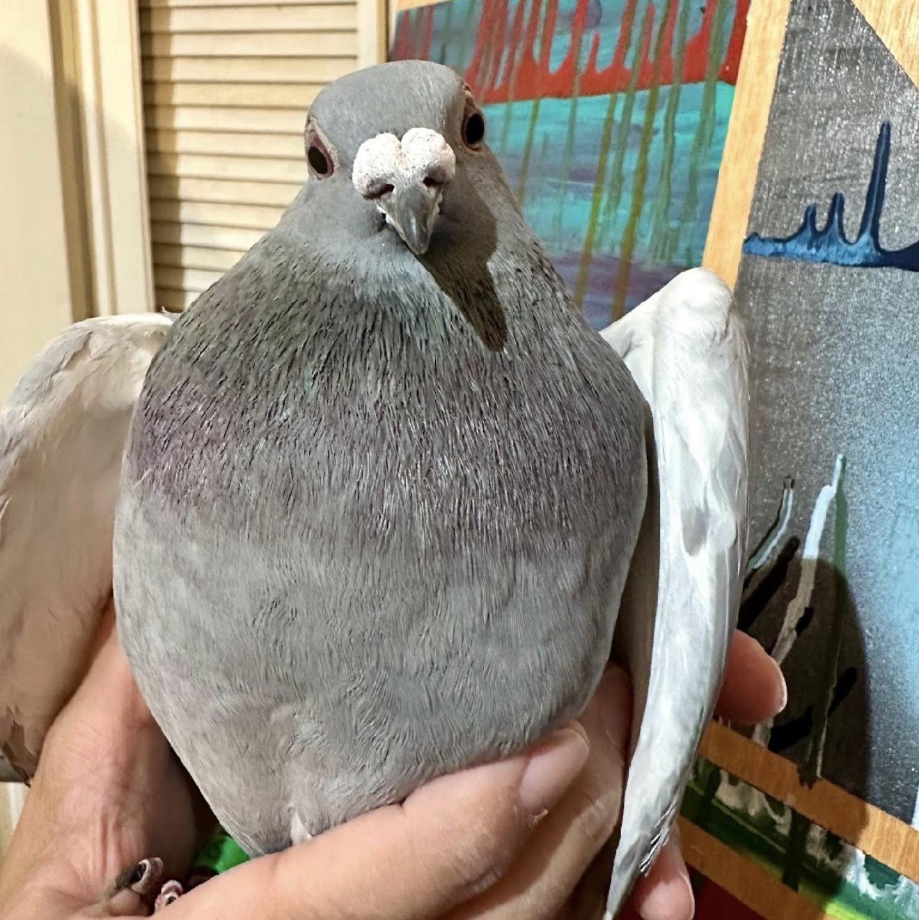 Enlarge Suds, a Adoptable Pigeon in Chicago, IL image 3/4