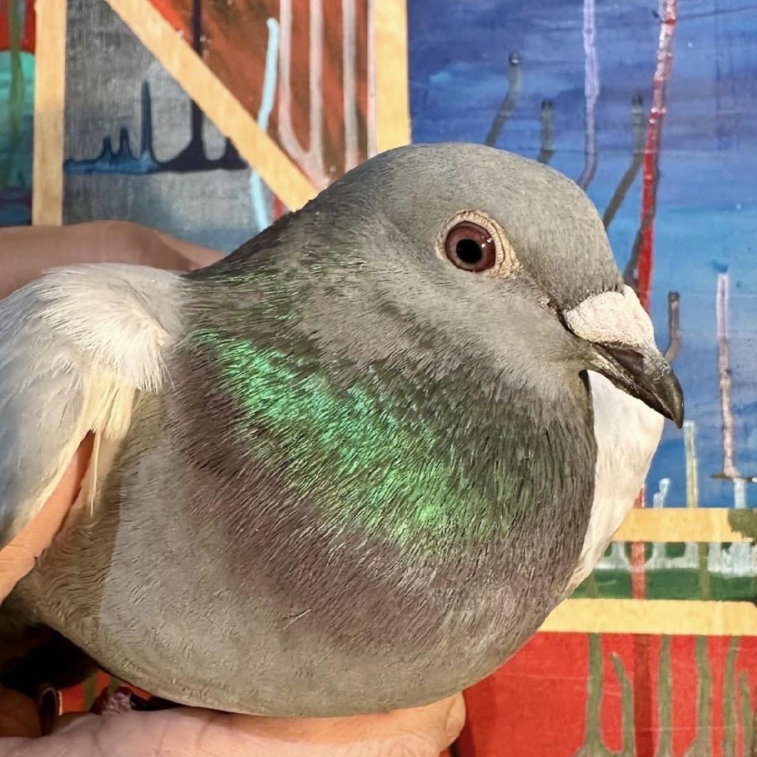 Enlarge Suds, a Adoptable Pigeon in Chicago, IL image 4/4