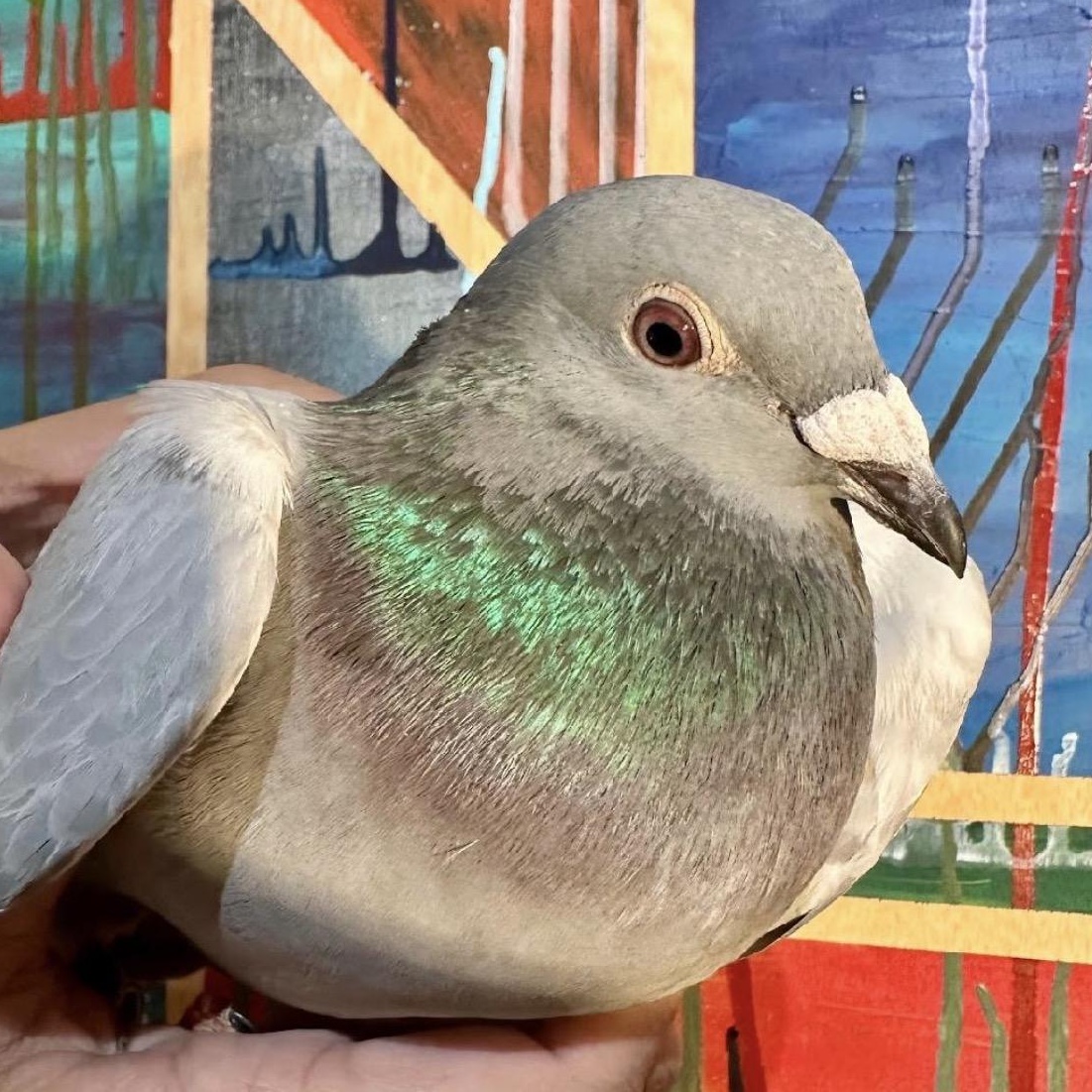 Suds, Adoptable, Adult Unknown Pigeon.