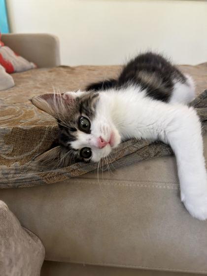 Enlarge Gilbert (159090) (In a Foster Home), an adopted Domestic Medium Hair in Baton Rouge, LA image 3/5