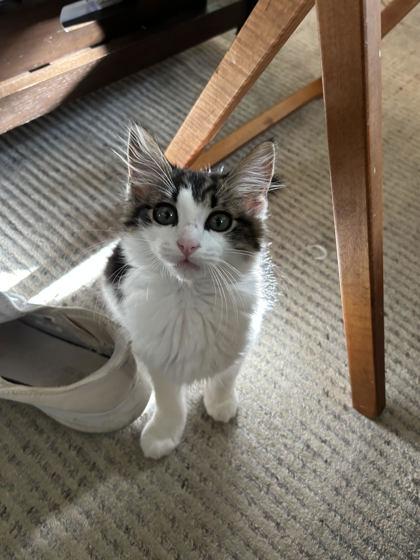 Gilbert (159090) (In a Foster Home), adopted, Young Male Domestic Medium Hair.