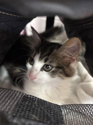 Enlarge Gilbert (159090) (In a Foster Home), an adopted Domestic Medium Hair in Baton Rouge, LA image 5/5