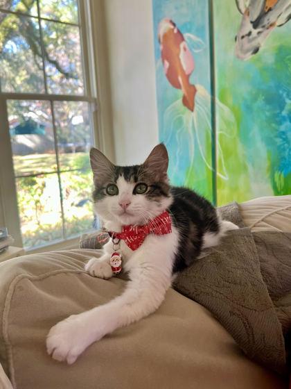 Enlarge Gilbert (159090) (In a Foster Home), an adopted Domestic Medium Hair in Baton Rouge, LA image 2/5