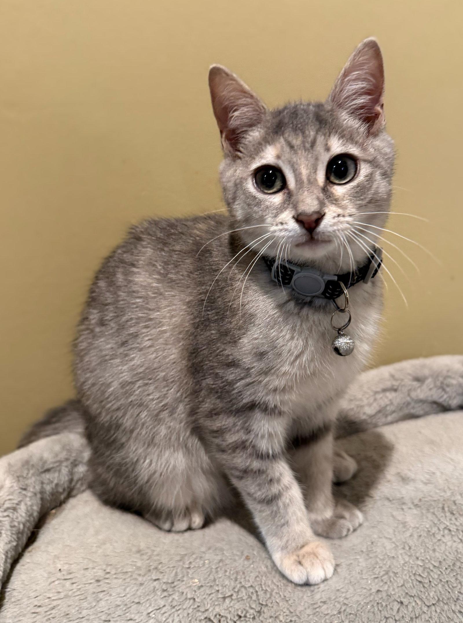 BBQ Not at the shelter (Faith), Adoptable, Kitten Female Domestic Short Hair & Tabby.