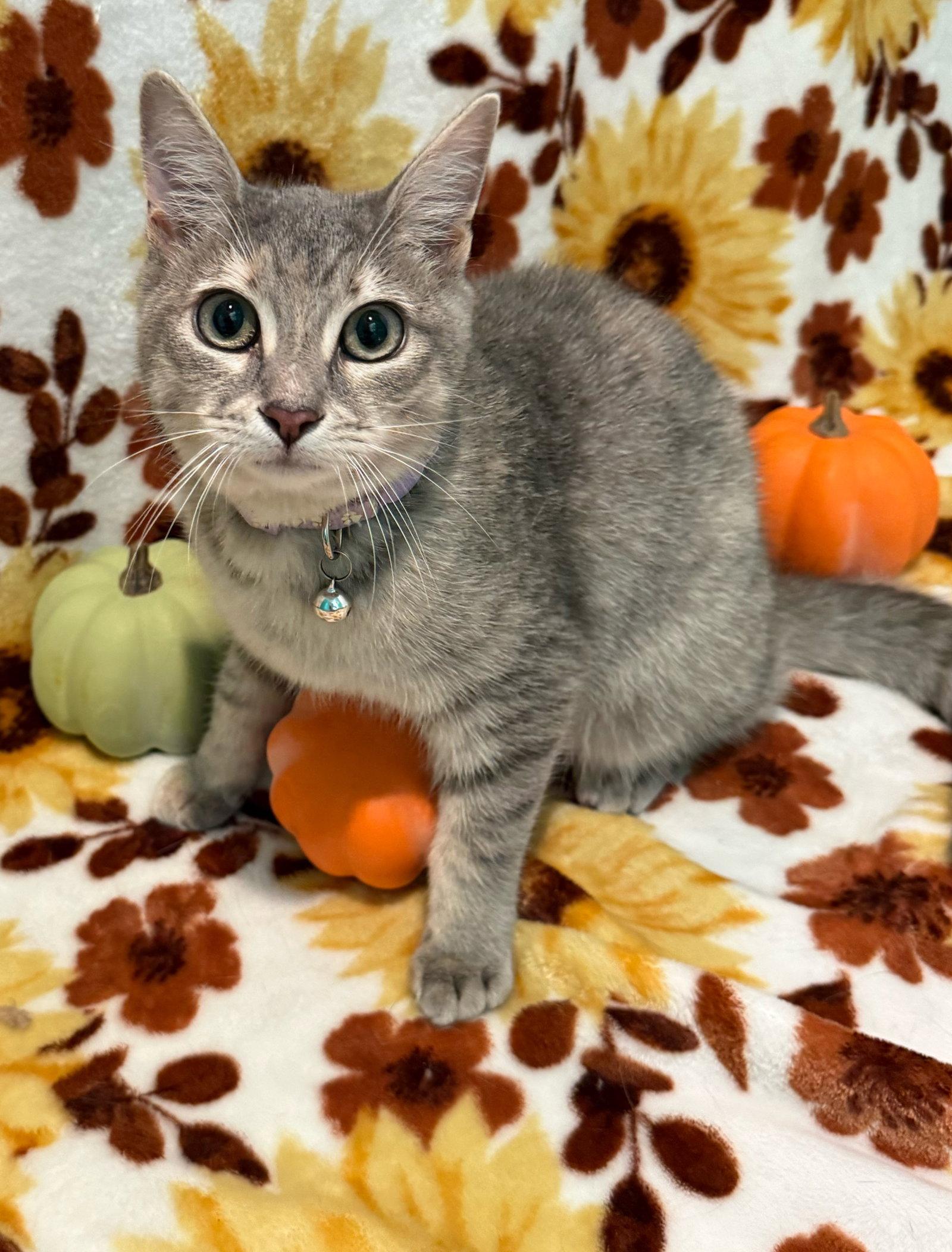 BBQ Not at the shelter (Faith), Adoptable, Kitten Female Domestic Short Hair & Tabby.