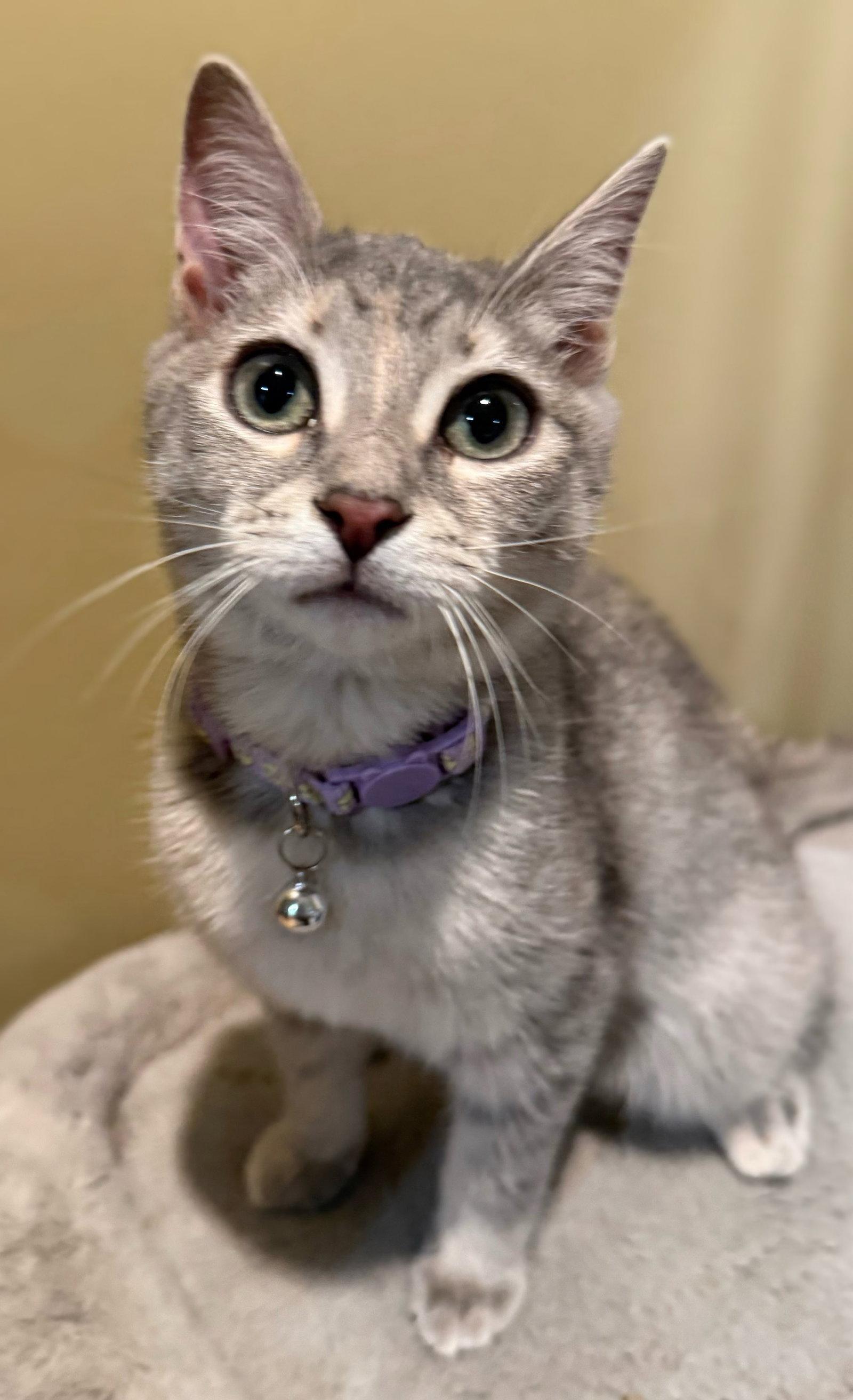 Enlarge BBQ Not at the shelter (Faith), a Adoptable mixed breed in Rustburg, VA image 2/3