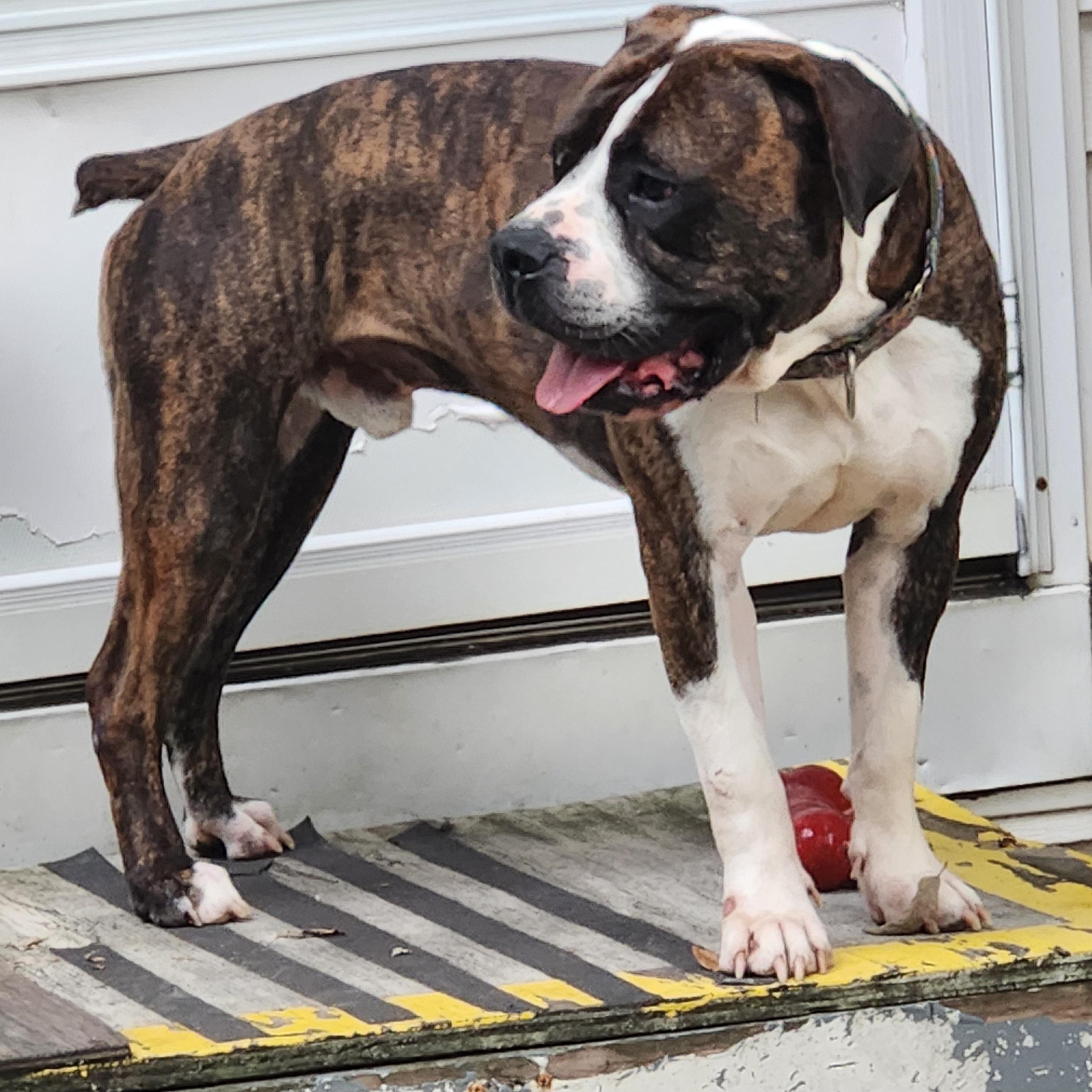 Sebastian, an adoptable American Bulldog in Kansas City, MO, 64141 | Photo Image 3